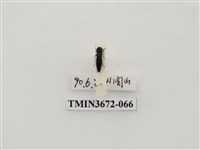 藏品(吉丁蟲)的圖片